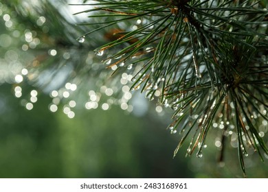 Raindrops on pine needles sparkle like jewelry. Soft, blurred background with beautiful bokeh. - Powered by Shutterstock