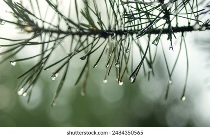 Raindrops on pine needles sparkle like jewelry. Soft, blurred background with beautiful bokeh. - Powered by Shutterstock