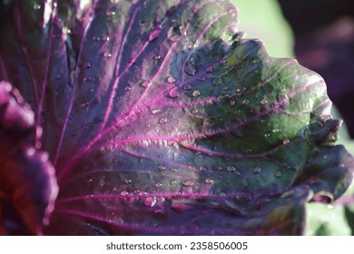 Raindrops on red cabbage leaves. Close up.