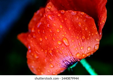 Raindrops On Red Poppy Petal, Macro