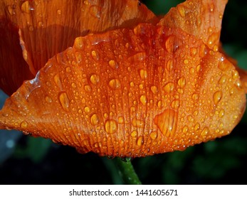 Raindrops On Red Poppy Petal, Macro