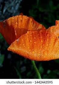 Raindrops On Red Poppy Petal, Macro