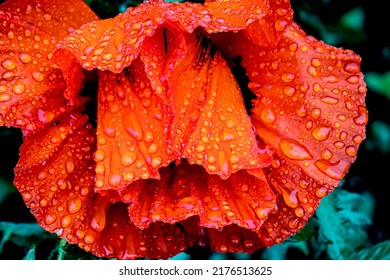 Raindrops On Red Poppy Petal, Macro, Narrow Focus Area