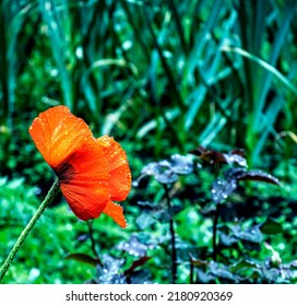 Raindrops On Red Poppy Petal, Macro, Narrow Focus Area