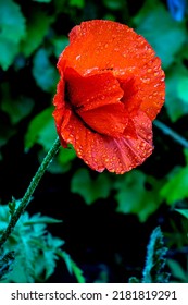 Raindrops On Red Poppy Petal, Macro, Narrow Focus Area