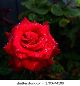 Raindrops On Rose A Few Of My Favorite Things