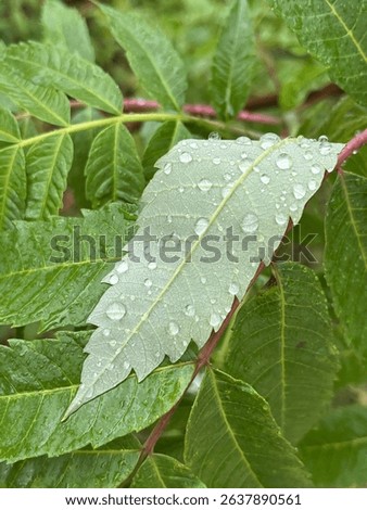 Raindrops on a singular leaf