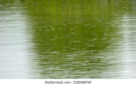 6,761 Raindrops On Pond Stock Photos, Images & Photography | Shutterstock