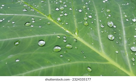 raindrops on taro leaves. water drop on green leaf. background of waterdrops on taro leaves