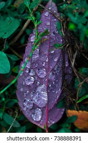 raindrops on violet leaf, macro