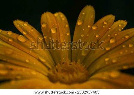 Raindrops on a daylily