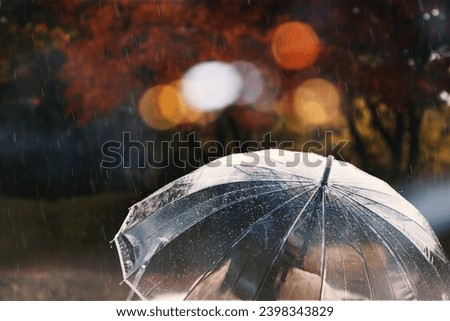 Raindrops pouring down on a transparent umbrella and red maple trees swaying in the wind and rain, a landscape of autumn rain
