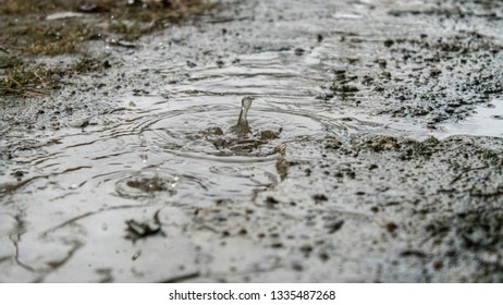 raindrops in a puddle close up