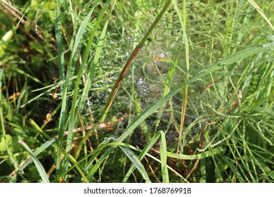 
Raindrops remained on a web that hangs on the grass