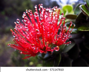 Lehua の画像 写真素材 ベクター画像 Shutterstock