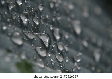 Raindrops roll off a hosta leaf.
