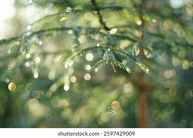 Raindrops run down the branches of the pine tree, rainy forest, raindrops, pine branches, background, bokeh, juniper tree