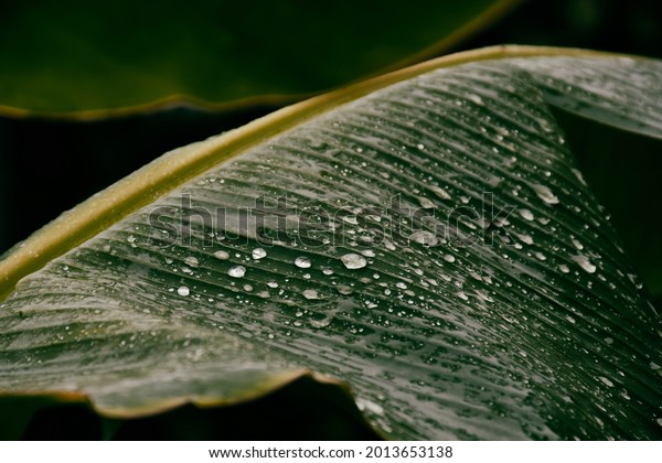 Raindrops splashing on large banana leaf, dark nature wallpaper for walls.