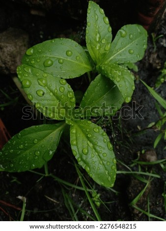 Raindrops trapped on plant leaves