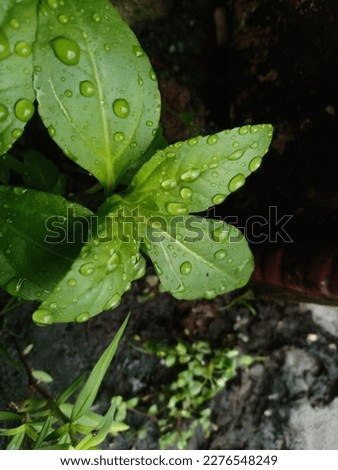 Raindrops trapped on plant leaves
