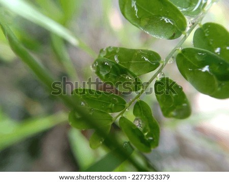 raindrops trapped on plant leaves