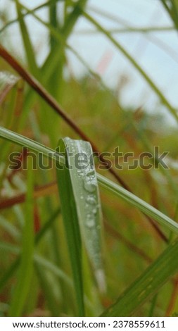 raindrops trapped on plant leaves