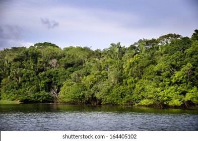 Rainforest In Amazon, In  Brazil