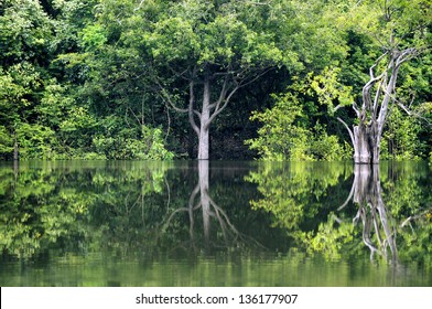 Rainforest In Amazon, Manaus, Brazil