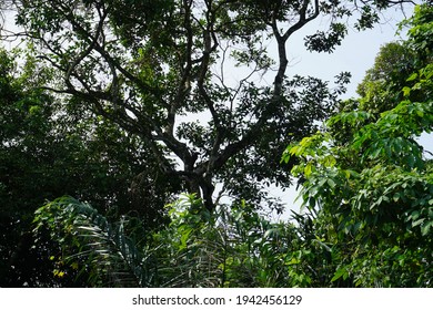  A Rainforest Is An Area Of Tall, Mostly Evergreen Trees And A High Amount Of Rainfall