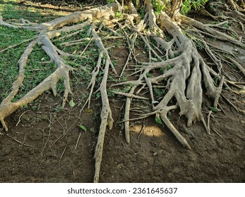 RAINFOREST BANYAN TREE ROOTS SPREADING OUT - Tropical large thick long roots growing entwined fanning reaching out along the soil dirt ground with greenery inbetween