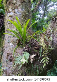 Rainforest Bromeliad