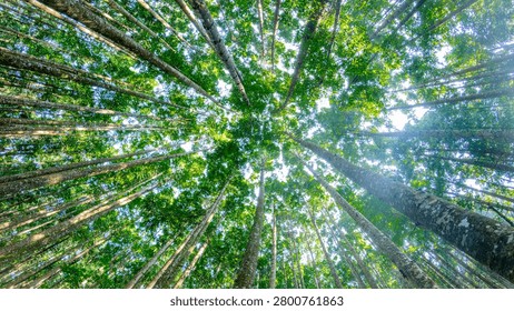 Rainforest canopy light beams representing climate stability, biodiversity growth, and sustainable natural environment