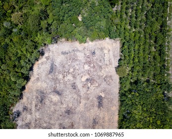 Rainforest Deforestation - Drone view of tropical rainforest cleared for illegal logging and palm oil plantations