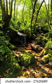 Rainforest Floor