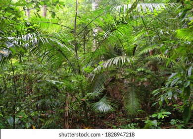 Philippine Rainforest Images, Stock Photos & Vectors | Shutterstock