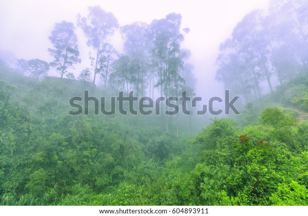 Rainforest Fog Stock Photo Edit Now 604893911