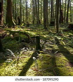 Rainforest - Green Forest With Bush And Mossed Floor