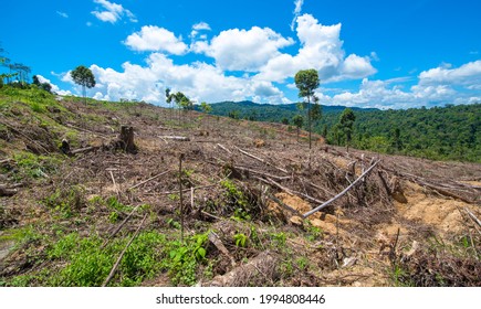 Rainforest Jungle In Borneo, Malaysia, Deforestation To Make Way For Oil Palm Plantations