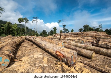 Rainforest Jungle In Borneo, Malaysia, Deforestation To Make Way For Oil Palm Plantations