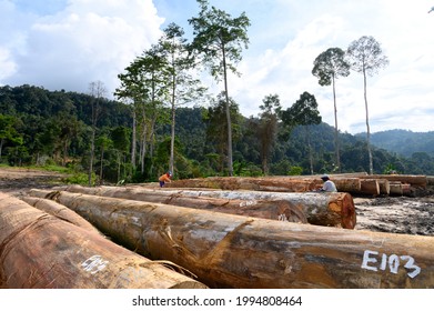 Rainforest Jungle In Borneo, Malaysia, Deforestation To Make Way For Oil Palm Plantations