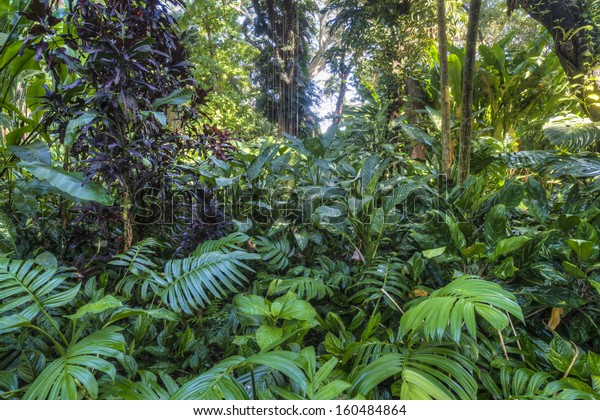 Rainforest Landscape Flamingo Gardens Florida Stock Photo 160484864 ...