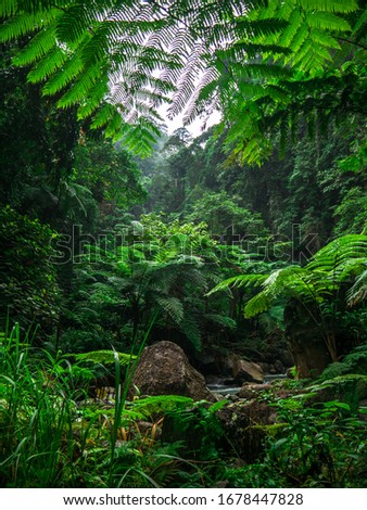 Rainforest Landscape in the Philippines