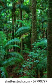 Rainforest At Mount Warning, New South Wales, Australia