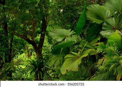 Rainforest Near Cairns, North Queensland, Australia