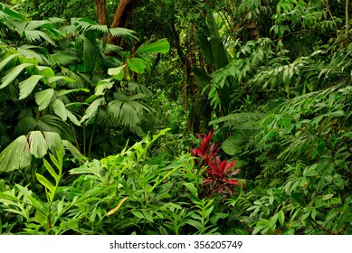 Rainforest Near Cairns, North Queensland, Australia