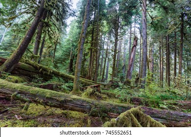 Rainforest at Olympic National Park near Sol Duc Hot Springs, Oregon Coast - Powered by Shutterstock