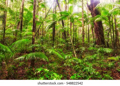 Rainforest On Fraser Island, Australia