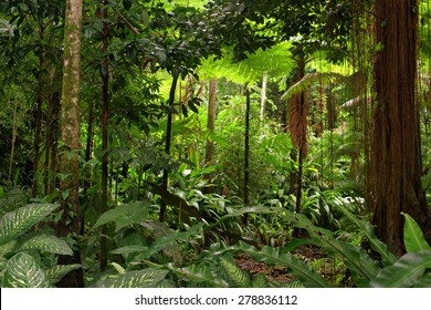 rainforest, Queensland, Australia
