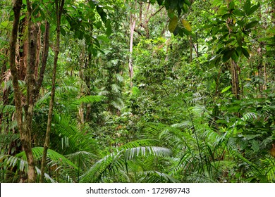 rainforest scenery in Queensland, Australia - Shutterstock ID 172989743