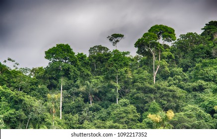 Rainforest At The Sierra Nevada De Santa Marta